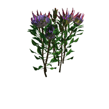 Flower Protea King5